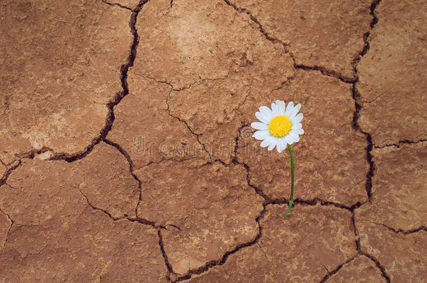 沙漠里的雏菊