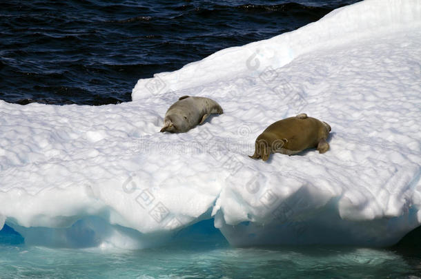 <strong>南极</strong>洲-浮冰上的海豹