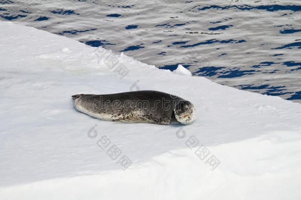 浮冰上的豹海豹