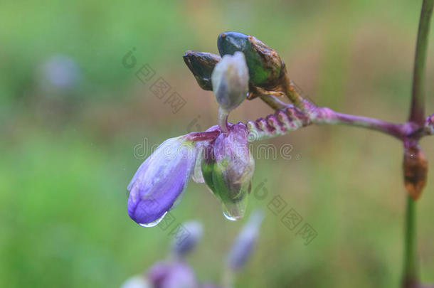 泰国紫花松林