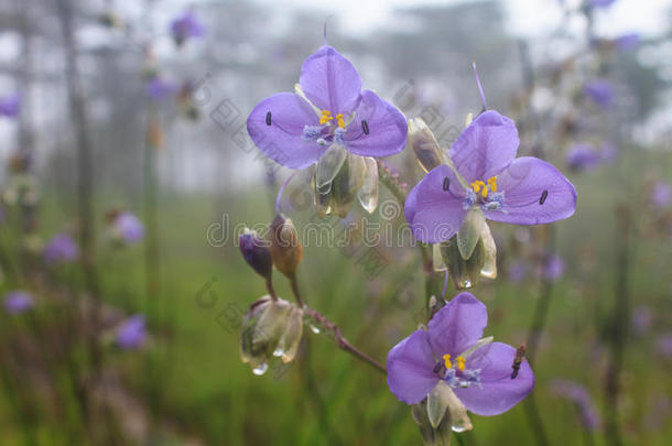 泰国紫花松林