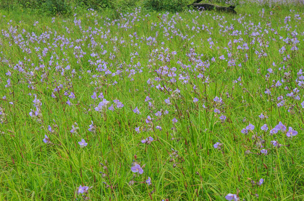 泰国紫花松林