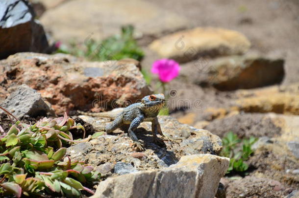 蜥蜴（爬行动物）坐在粉红色佛罗里达附近的石头上