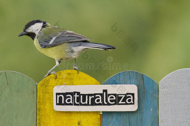 栖息在西班牙语上印有“自然”一词的篱笆上的鸟