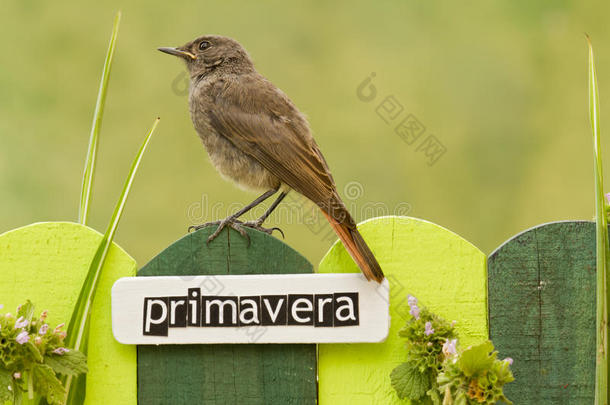栖息在西班牙语上有春天<strong>字</strong>样的篱笆上的鸟