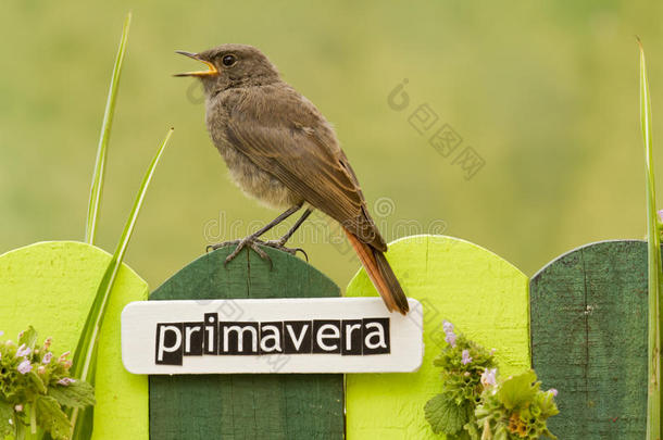 栖息在西班牙语上有春天字样的篱笆上的鸟
