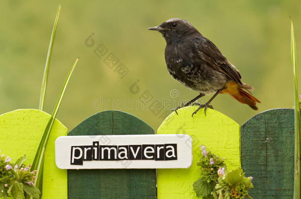 栖息在西班牙语上有春天字样的篱笆上的鸟