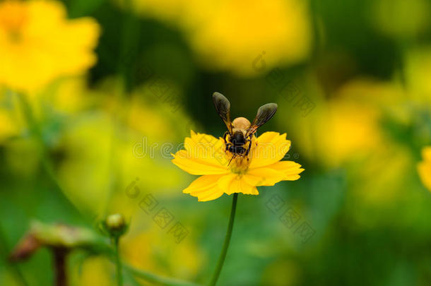 蜜蜂忙着喝花蜜