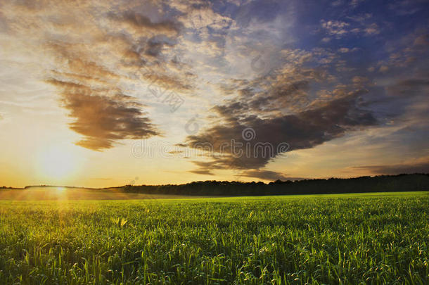 玉米地里的夏日夕阳