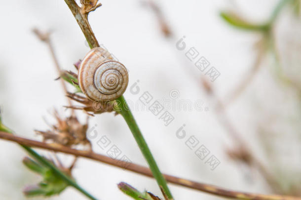 草地上的单蜗牛