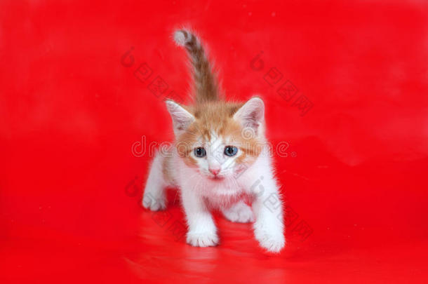 小毛茸茸的姜黄色和白色小猫躺在红色上面