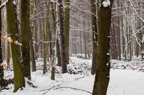 被雪覆盖的森林<strong>树木</strong>，冬天的<strong>雪景</strong>。