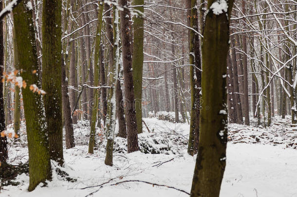 被雪覆盖的森林树木，冬天的雪景。