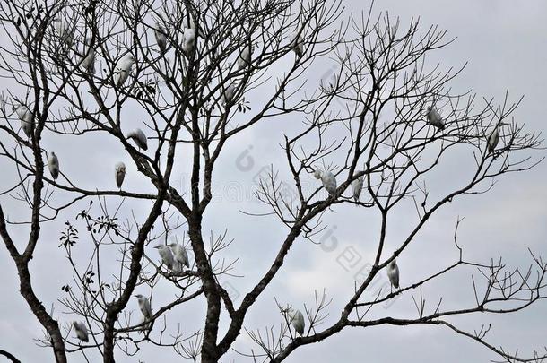 树上的鸟和淡蓝色的天空