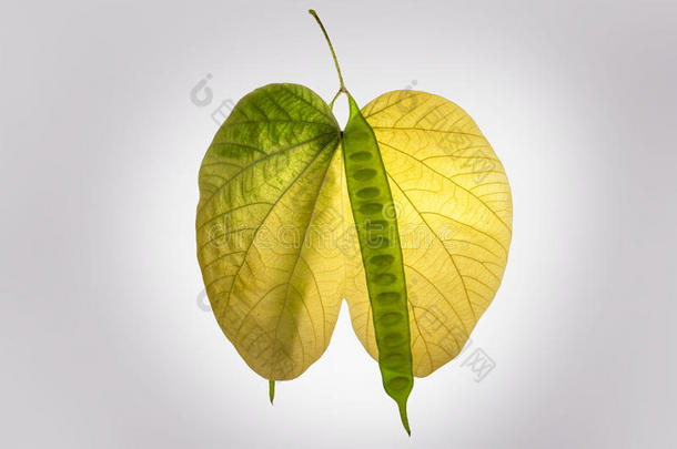 秋叶和爱情象征绿色和黄色