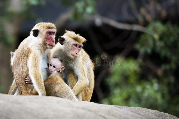 森林中红脸猕猴的家庭重组
