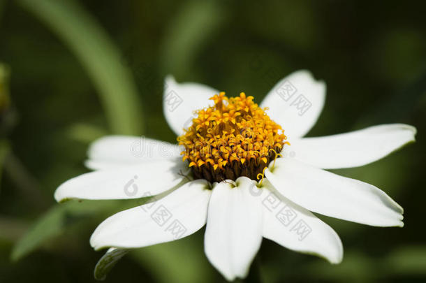 春天草地上的白色雏菊