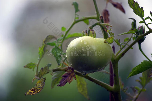 雨后的<strong>绿番茄</strong>