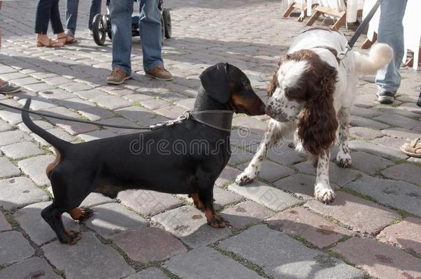 会见腊肠犬和猎犬