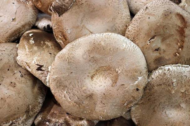 巨大的门贝拉蘑菇