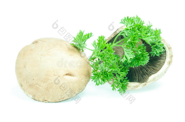香椿蘑菇白色琼脂与欧芹