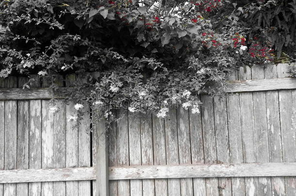 花开门栅栏花自然