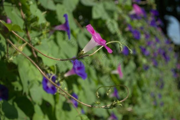 牵牛花栅栏