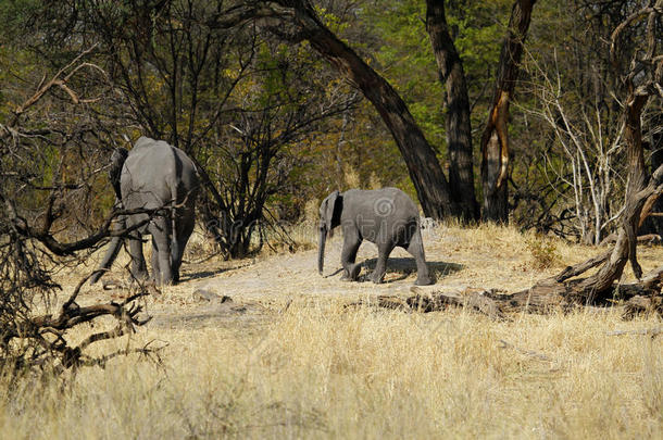 平原上枯树丛中的非洲象