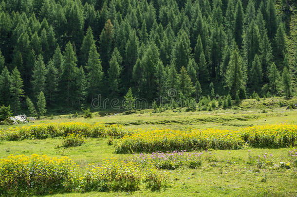 山中的草地、花草和森林