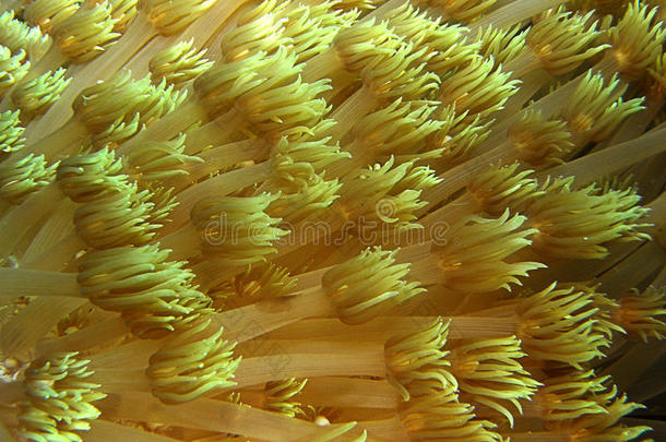 黄色软珊瑚
