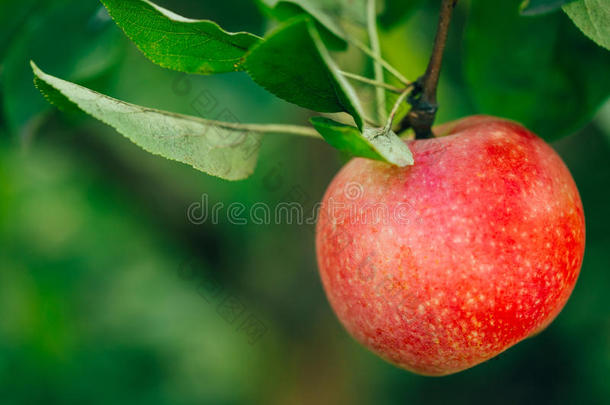 苹果树枝上的新鲜<strong>红</strong>苹果</strong>