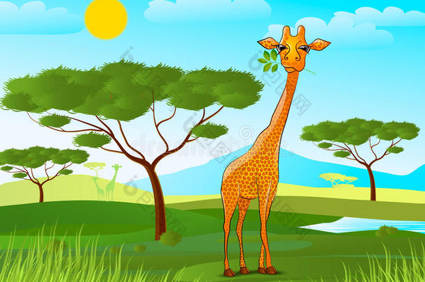 日落时长颈鹿在非洲吃树叶