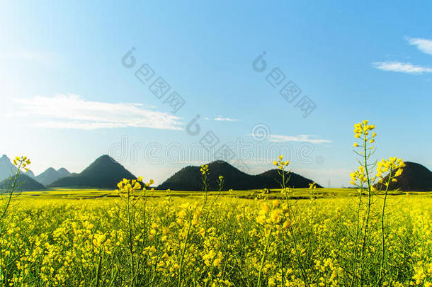 山地油菜田