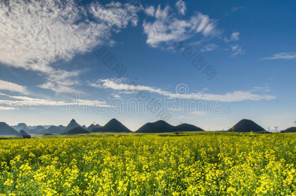 山地油菜田