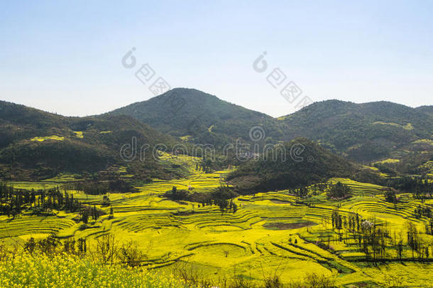 山地油菜田