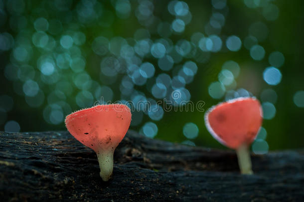 蘑菇杯红蘑菇或香槟蘑菇