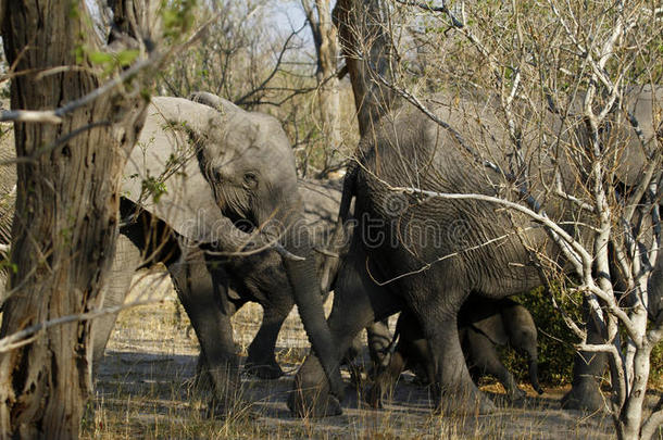 平原上的非洲象家族群