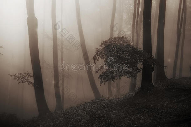 童话般的神秘森林与雾