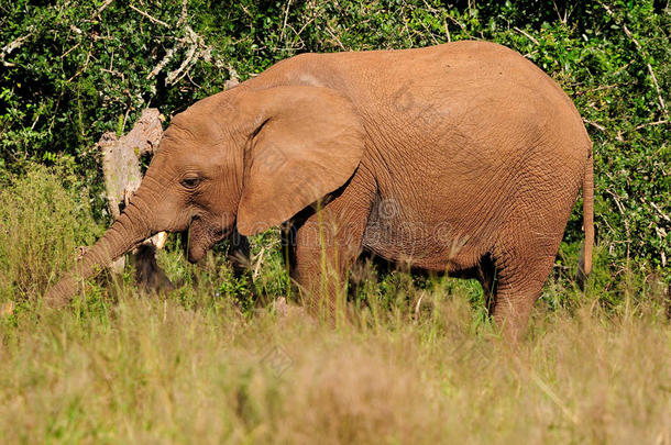 南非阿多大象国家公园的小象