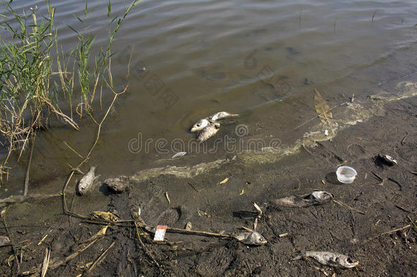 湖岸上的残骸和死鱼，污染
