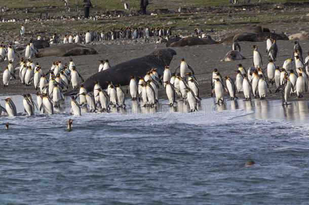 成百上千只帝企鹅在海里来<strong>来往</strong>往去钓鱼