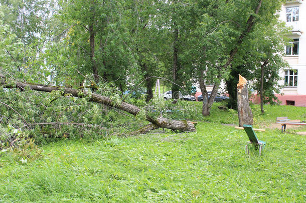 操场上的一场大风把树折断了