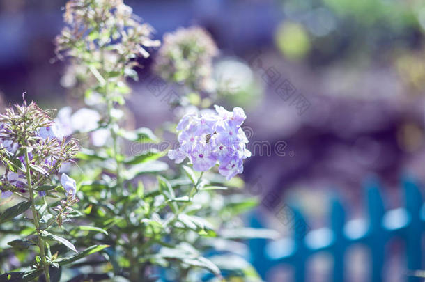 夏季花园里的紫绣球花