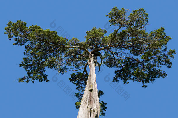 阿波马托克斯国家公园的老雪松树