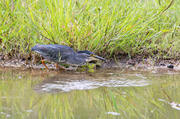 绿背鹭在浅水中小心地打鱼