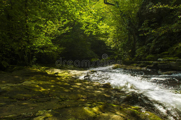幽静的溪流在美丽的绿色森林里