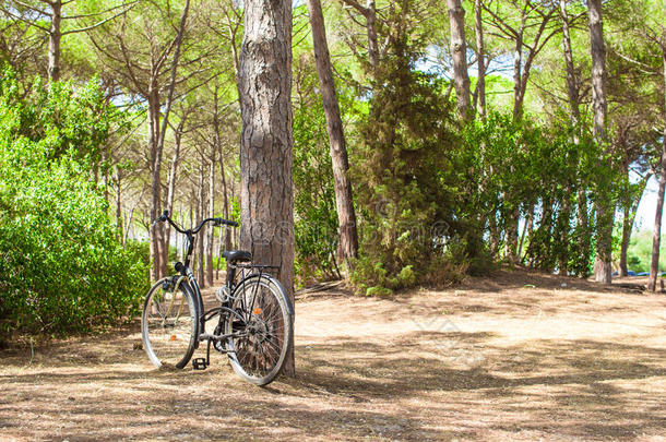 夏日森林大树旁的自行车