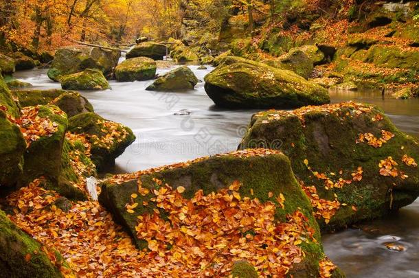 有落叶的<strong>大石头</strong>。秋山河岸。河岸上的砾石和新鲜的绿色苔藓巨石，五彩缤纷