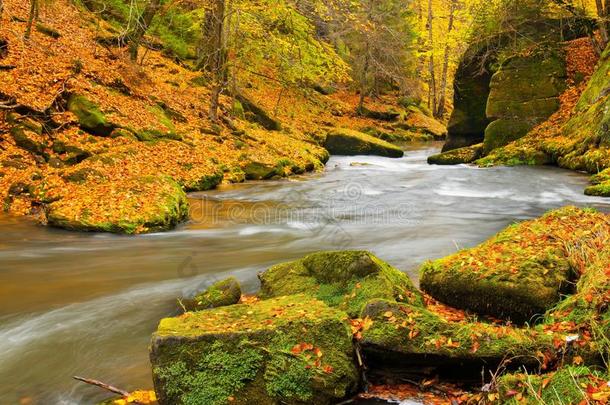 有落叶的<strong>大石头</strong>。秋山河岸。河岸上的砾石和新鲜的绿色苔藓巨石，五彩缤纷