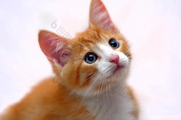 可爱的姜黄色小猫，蓝眼睛